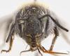 Osmia caerulescens